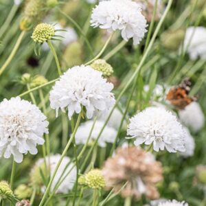 Scabiosa atropurpurea Snowmaiden (Pincushion Flower)