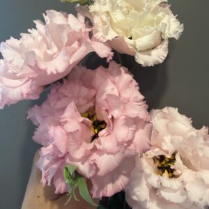 Eustoma grandiflorum Celeb Queen (Lisianthus)