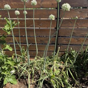 Allium giganteum (Giant Onion)