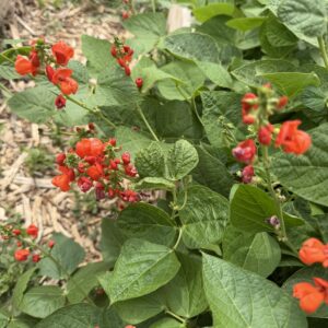 Phaseolus coccineus (Scarlet Runner Bean)