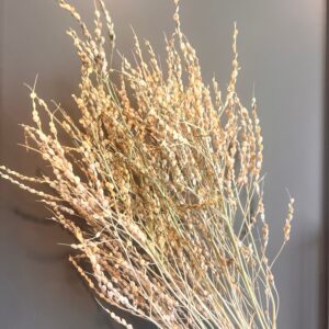 Lepidium sativum (Persian Cress)