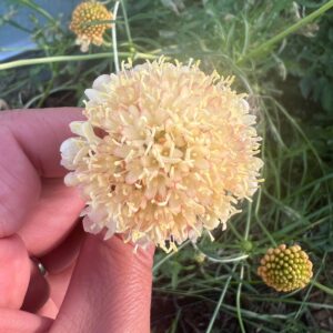 Scabiosa atropurpurea Fata Morgana (Pincushion Flower)
