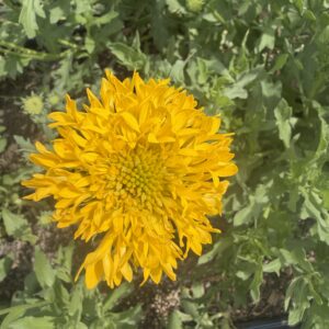 Gaillardia aristata (Blanket Flower)