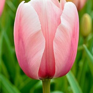 Tulipa Salmon Impression (Tulip Salmon Impression)