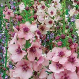 Verbascum x Southern Charm (Mullein)