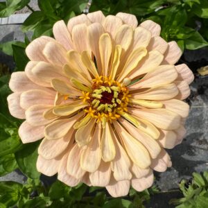 Zinnia elegans Ballerina