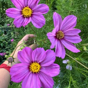 Cosmos bipinnatus