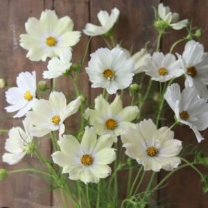 Cosmos bipinnatus Limelight
