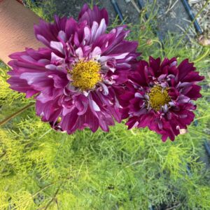 Cosmos