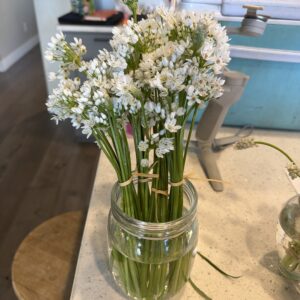 Allium neapolitanum (Allium cowanii)