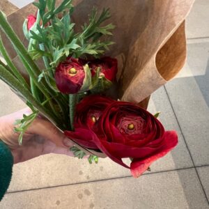 Ranunculus Tecolote Merlot (Buttercup)