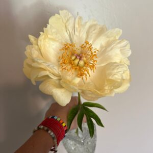 Paeonia Intersectional Garden Treasure Itoh
