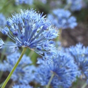 Allium caeruleum (Allium azureum)