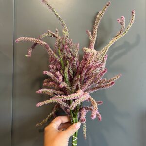Limonium suworowii (Russian Statice)
