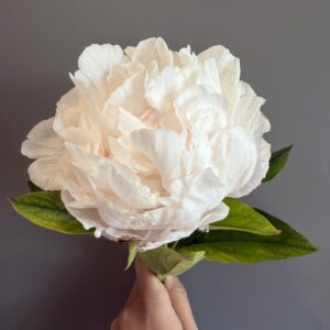 Paeonia lactiflora Shirley Temple (Herbaceous Peony (Double))