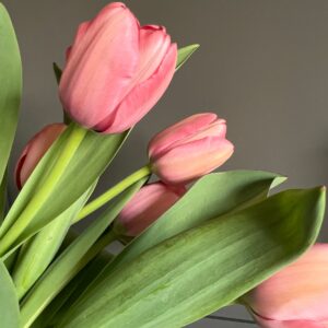 Tulipa Pink Impression