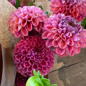 Dahlia Caitlins Joy (Caitlin's Joy)