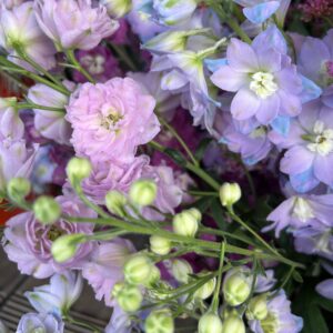 Delphinium (Larkspur)