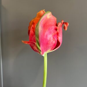 Tulipa Avignon Parrot (Parrot Tulip)