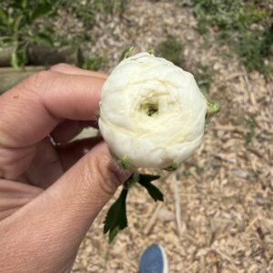 Ranunculus Elegance Bianco (Buttercup)