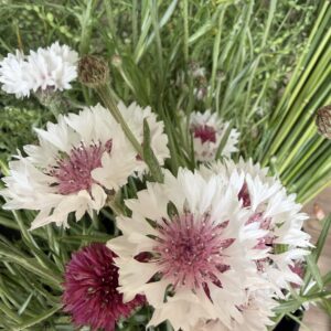 Centaurea cyanus Classic Romantic (Bachelor's Buttons)
