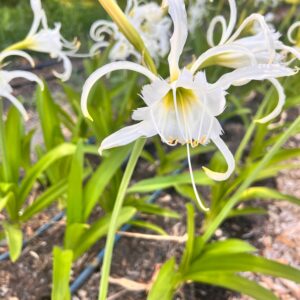 Lycoris albiflora (White Spider Lily)