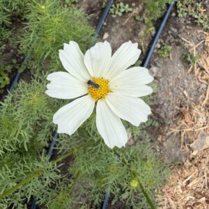 Cosmos bipinnatus Afternoon White