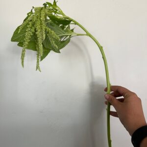Amaranthus caudatus Emerald Tassles