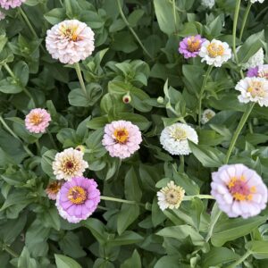 Zinnia elegans Victorian Wedding