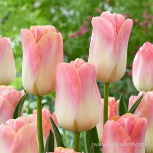 Tulipa Kunyun (Giant Darwin Hybrid Tulip)