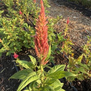 Celosia argentea spicata Celway Salmon (Wheat Celosia)
