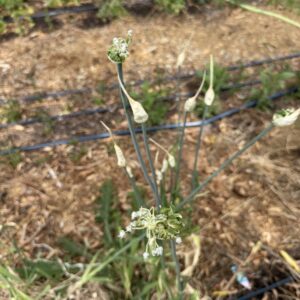 Allium (Ornamental Onion)
