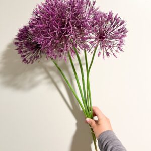Allium Gladiator (Giant Allium)