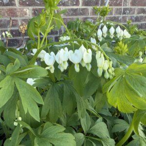 Dicentra spectabilis Alba (Bleeding Heart)