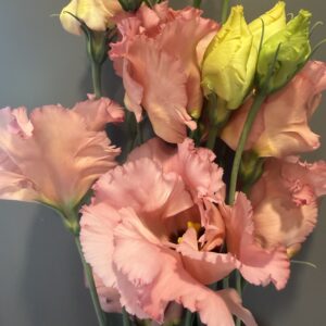 Eustoma grandiflorum Falda (Lisianthus)