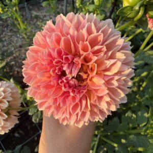 Dahlia Lindas Baby (Linda's Baby)