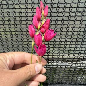 Ixia maculata (African Corn Lily)
