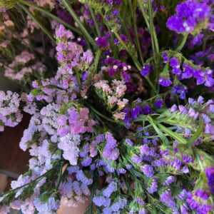 Limonium sinuatum (Statice)