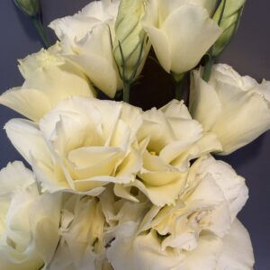 Eustoma grandiflorum Mariachi (Lisianthus)