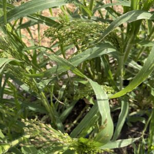 Panicum violaceum Green Drops (Millet)