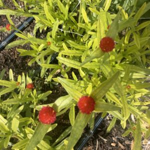 Gomphrena haageana Strawberry Fields (Globe Amaranth)