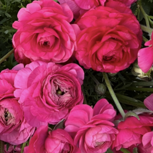 Ranunculus Tecolote Rose (Persian Buttercup)