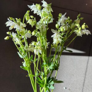 Aquilegia vulgaris Lime Sorbet (Columbine)