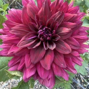 Dahlia Hollyhill Black Beauty