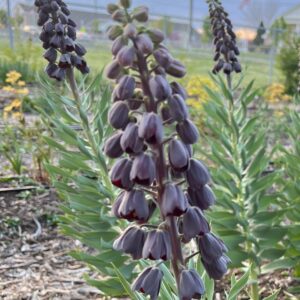 Fritillaria persica (Persian Lily)