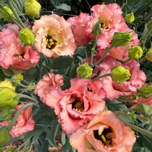 Eustoma grandiflorum Falda (Lisianthus)