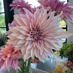 Dahlia Cafe Au Lait