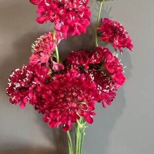 Scabiosa atropurpurea Fire King (Pincushion Flower)