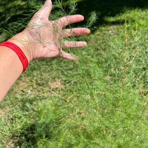 Asparagus officinalis var. pseudoscaber (Hardy Asparagus Fern)