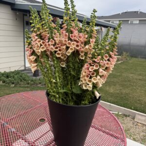 Digitalis purpurea Dalmatian Peach (Foxglove)